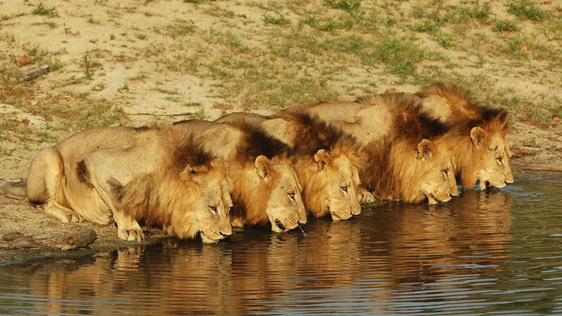 دانلود مستند Brothers in Blood: The Lions of Sabi Sand 2015