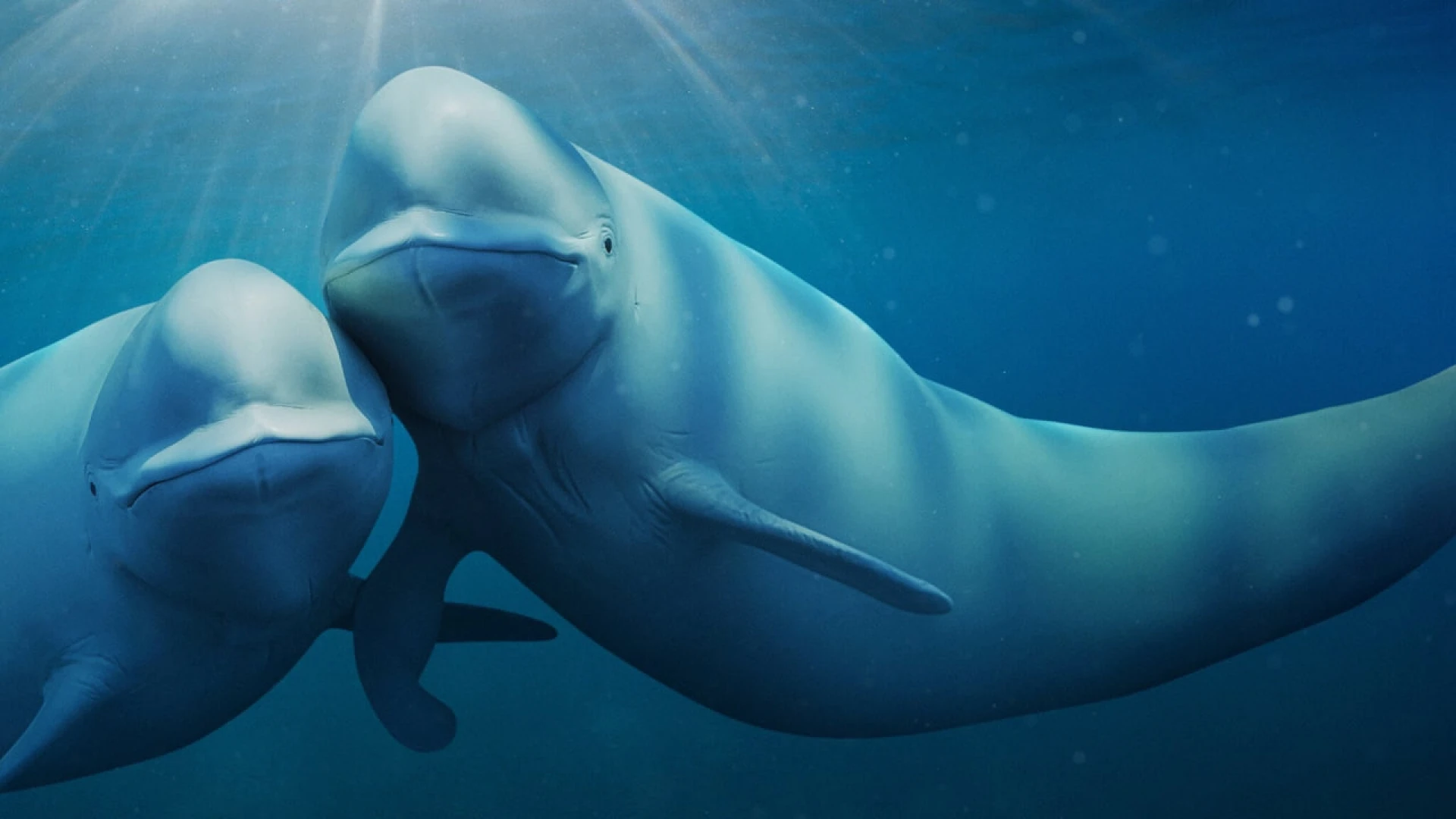 دانلود مستند Our Oceans