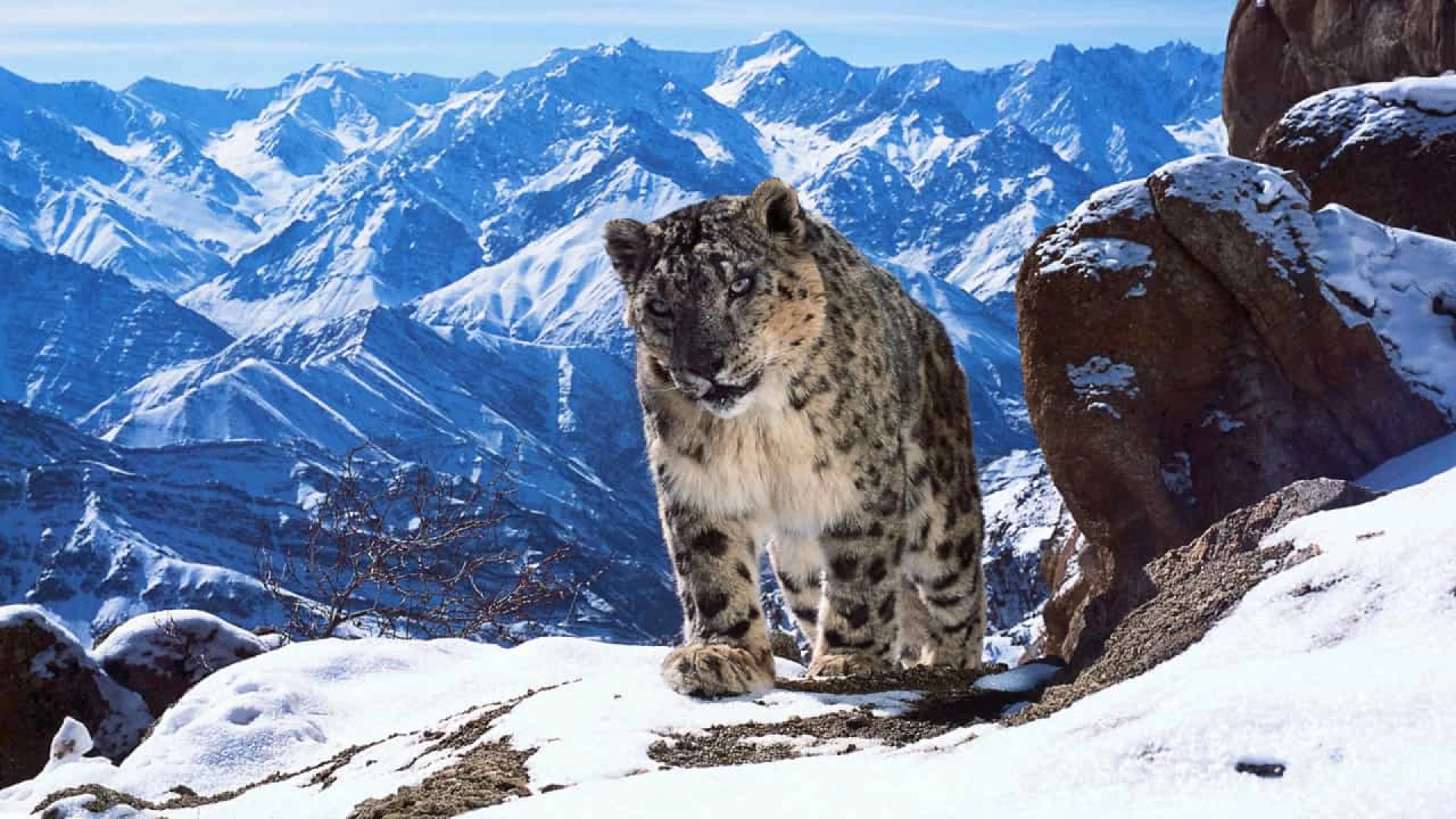 دانلود مستند سریالی Planet Earth II